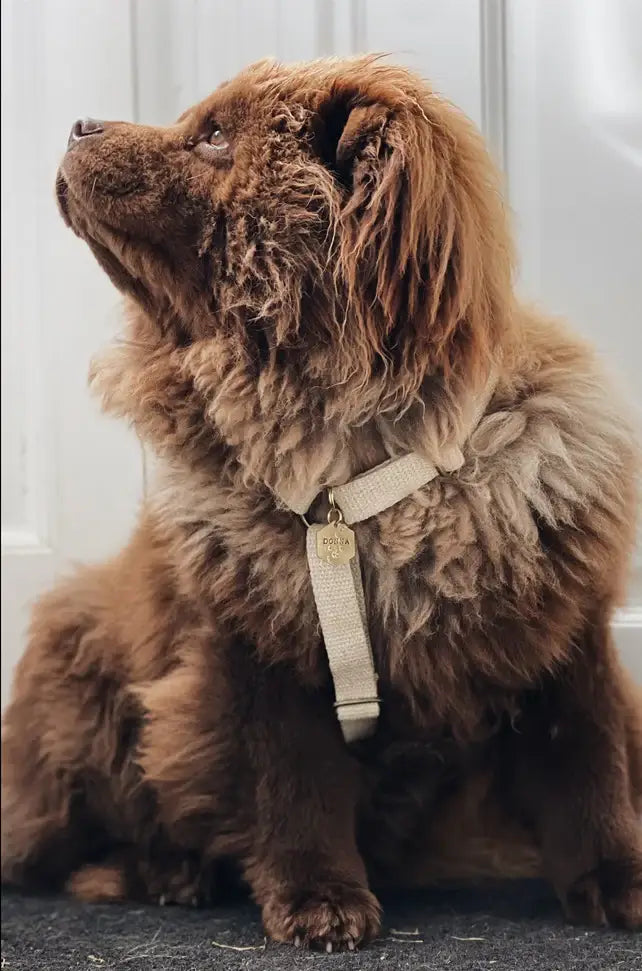 Simply Hemp Dog Harness | Shell White