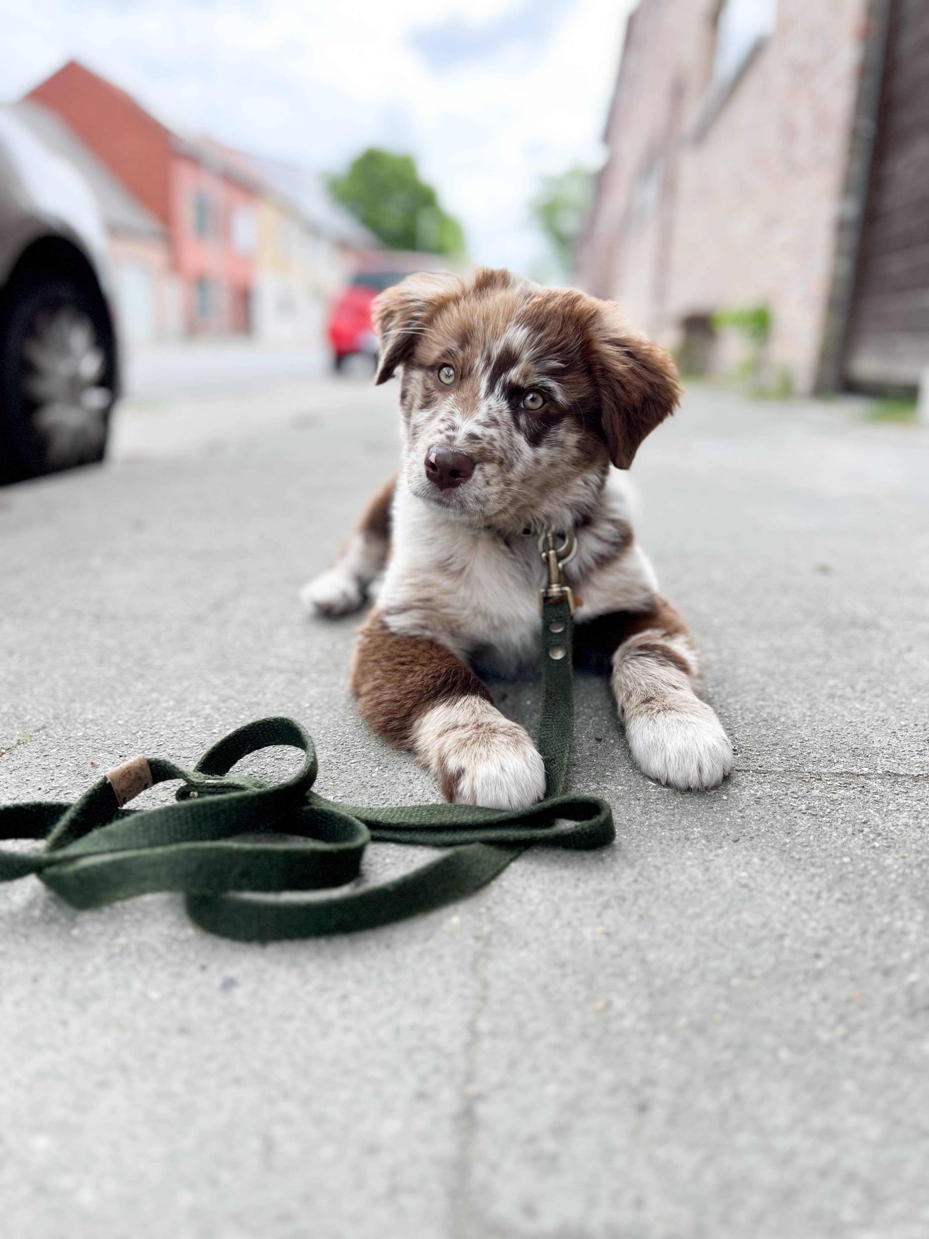 Simply Hemp Leash | Forest Green