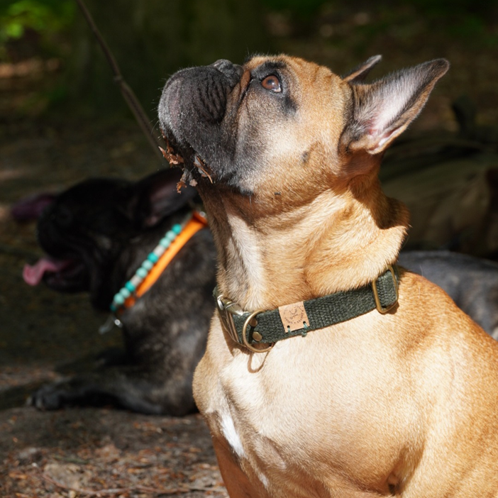 Simply Hemp Collar | Forest Green